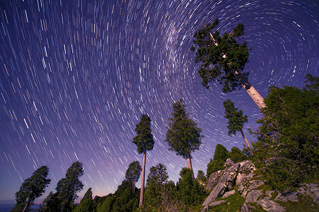 Vista de bosque de alerces contra cielo nocturno, las estrellas se ven como líneas curvas