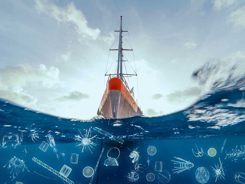 Goleta Tara y el plancton (composición fotográfica)